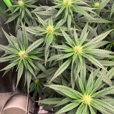 ORIGINAL GELATO/DONA FLORINDA growlog timeline photo