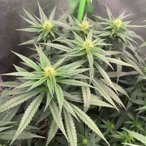ORIGINAL GELATO/DONA FLORINDA growlog timeline photo