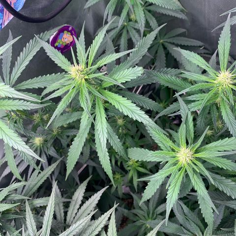 NITRO HAZE/BSF growlog timeline photo