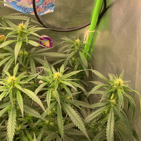 NITRO HAZE/BSF growlog timeline photo