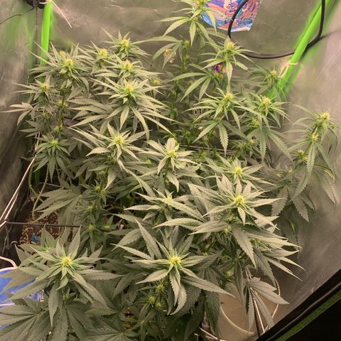 ORIGINAL GELATO/DONA FLORINDA growlog timeline photo