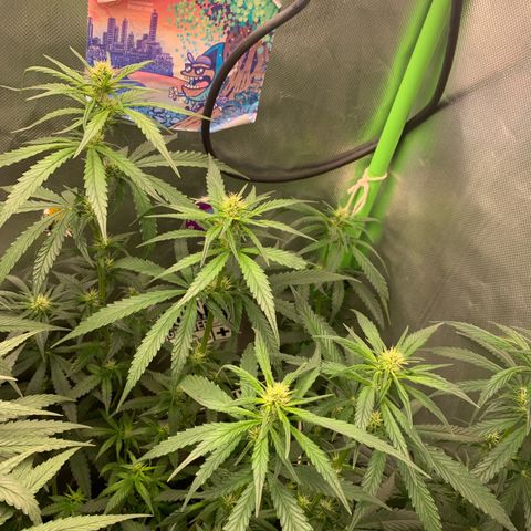 NITRO HAZE/BSF growlog timeline photo