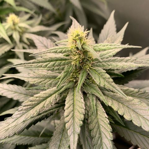 TROPICANA CHERRY/DONA FLORINDA growlog timeline photo