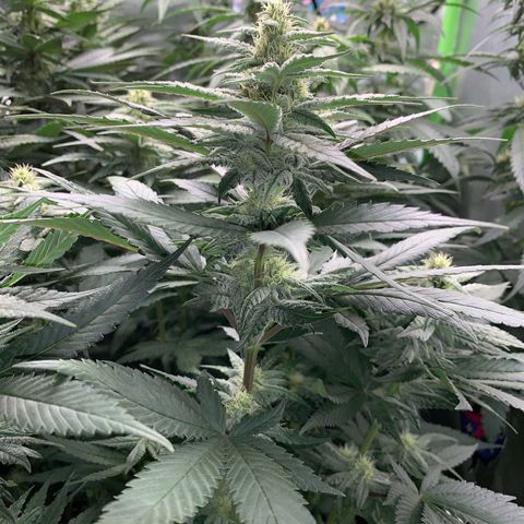 TROPICANA CHERRY/DONA FLORINDA growlog timeline photo