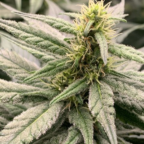 TROPICANA CHERRY/DONA FLORINDA growlog timeline photo