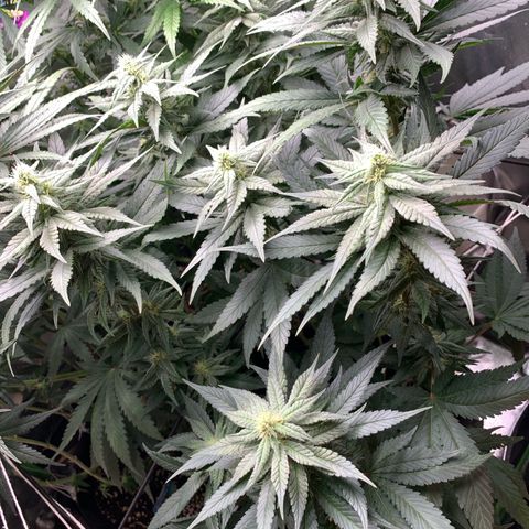 TROPICANA CHERRY/DONA FLORINDA growlog timeline photo