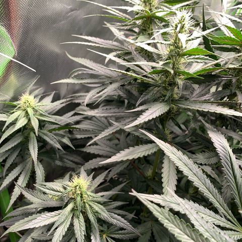 ORIGINAL GELATO/DONA FLORINDA growlog timeline photo