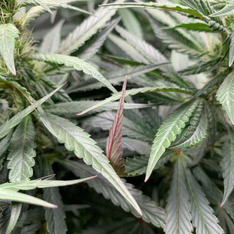 ORIGINAL GELATO/DONA FLORINDA growlog timeline photo