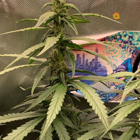 NITRO HAZE/BSF growlog timeline photo
