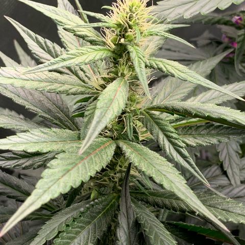 ORIGINAL GELATO/DONA FLORINDA growlog timeline photo
