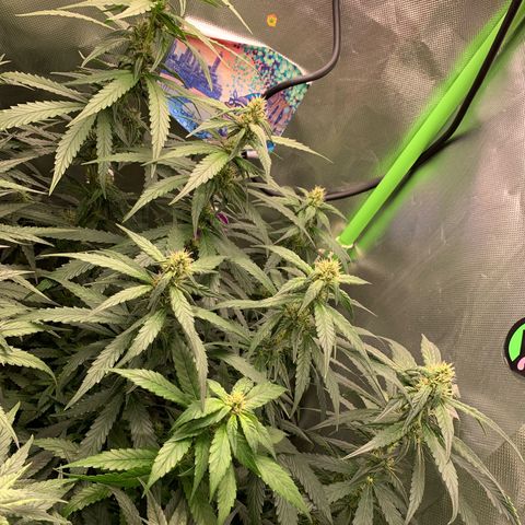 NITRO HAZE/BSF growlog timeline photo