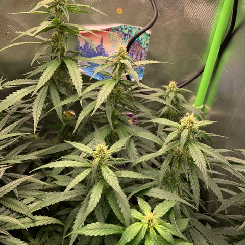 NITRO HAZE/BSF growlog timeline photo