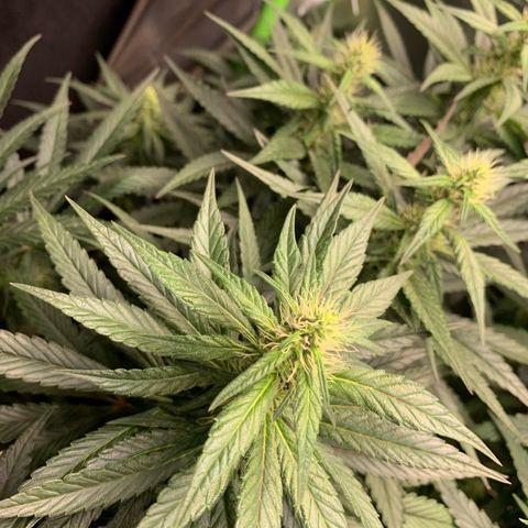 ORIGINAL GELATO/DONA FLORINDA growlog timeline photo