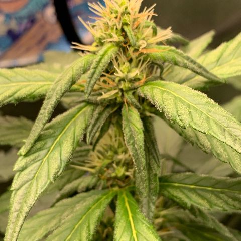 NITRO HAZE/BSF growlog timeline photo