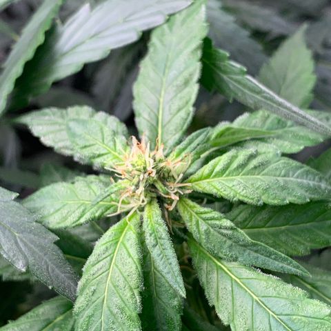 NITRO HAZE/BSF growlog timeline photo