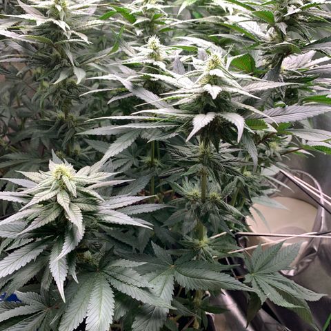 TROPICANA CHERRY/DONA FLORINDA growlog timeline photo