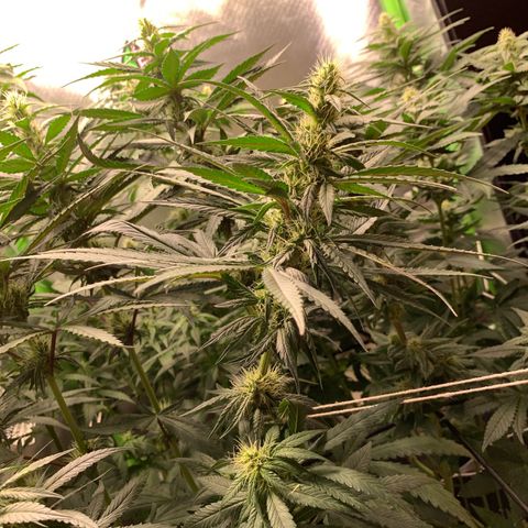 ORIGINAL GELATO/DONA FLORINDA growlog timeline photo