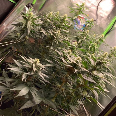 ORIGINAL GELATO/DONA FLORINDA growlog timeline photo