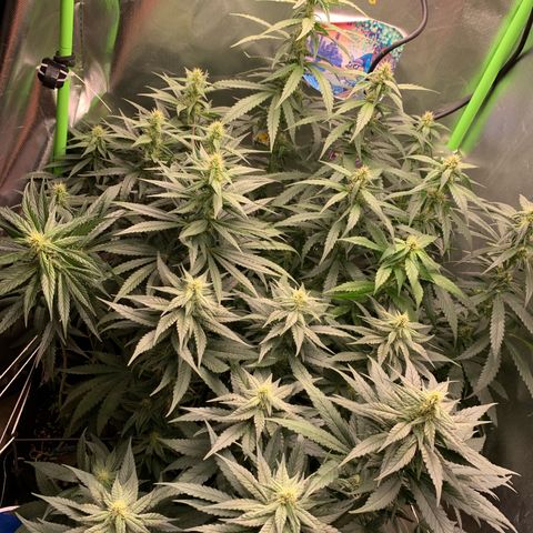 ORIGINAL GELATO/DONA FLORINDA growlog timeline photo