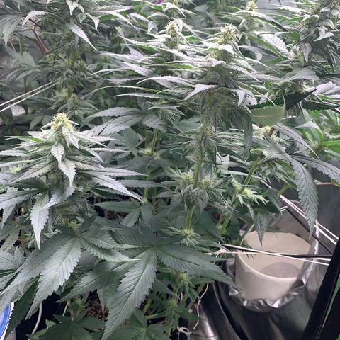 TROPICANA CHERRY/DONA FLORINDA growlog timeline photo