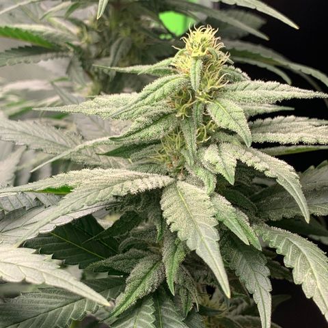 TROPICANA CHERRY/DONA FLORINDA growlog timeline photo