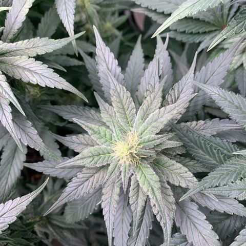 TROPICANA CHERRY/DONA FLORINDA growlog timeline photo
