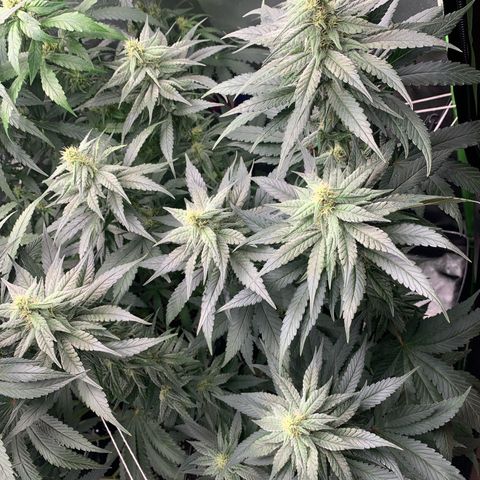 TROPICANA CHERRY/DONA FLORINDA growlog timeline photo