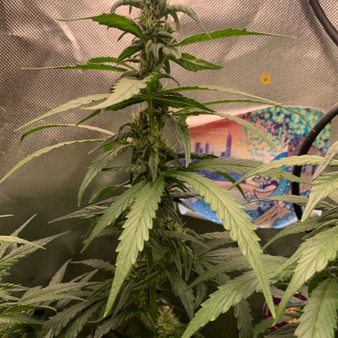 NITRO HAZE/BSF growlog timeline photo