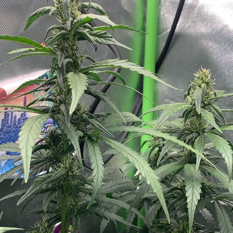 NITRO HAZE/BSF growlog timeline photo
