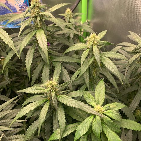 NITRO HAZE/BSF growlog timeline photo