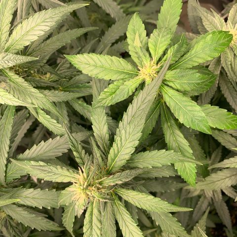 NITRO HAZE/BSF growlog timeline photo
