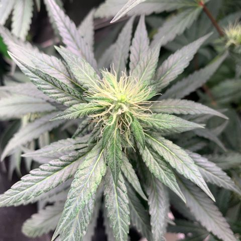 ORIGINAL GELATO/DONA FLORINDA growlog timeline photo