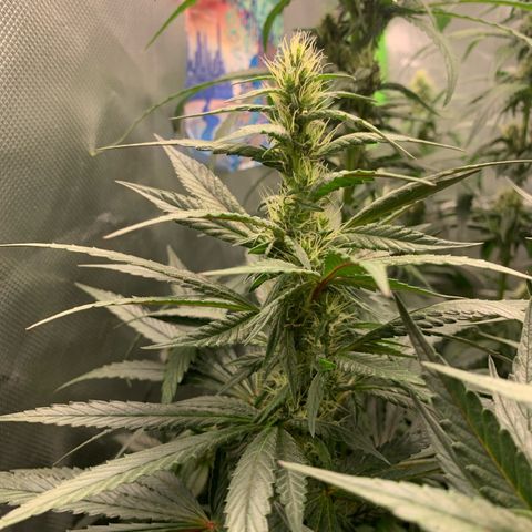 ORIGINAL GELATO/DONA FLORINDA growlog timeline photo