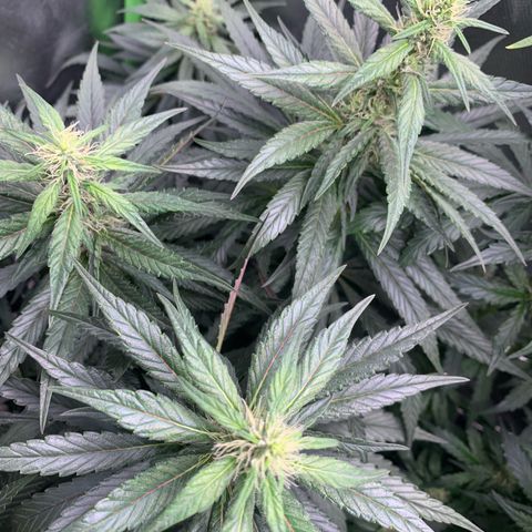 ORIGINAL GELATO/DONA FLORINDA growlog timeline photo