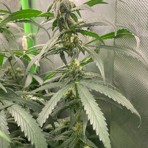 NITRO HAZE/BSF growlog timeline photo