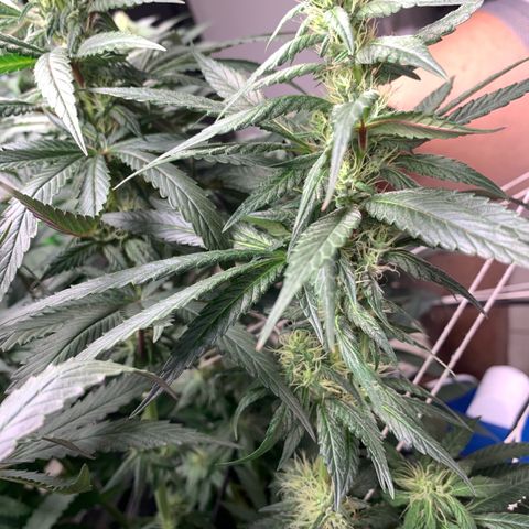 ORIGINAL GELATO/DONA FLORINDA growlog timeline photo
