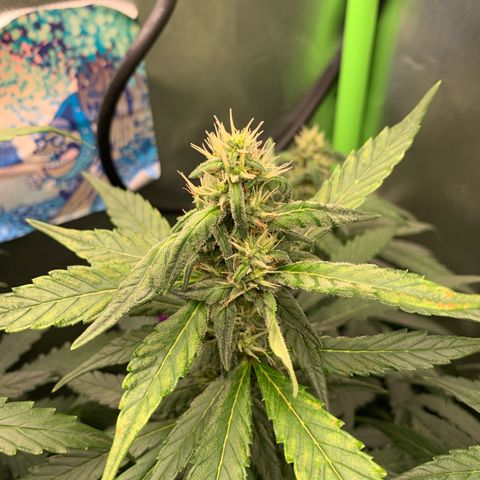 NITRO HAZE/BSF growlog timeline photo
