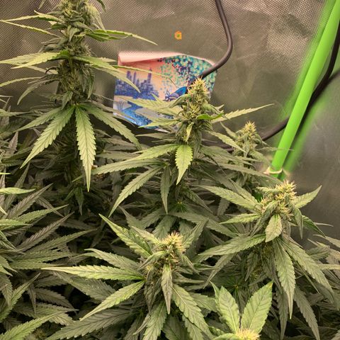 NITRO HAZE/BSF growlog timeline photo