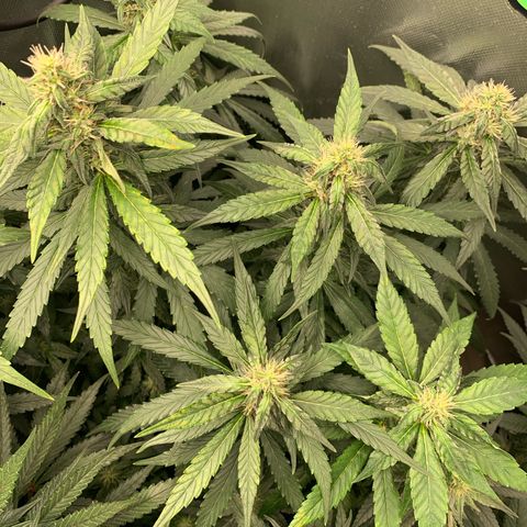 NITRO HAZE/BSF growlog timeline photo