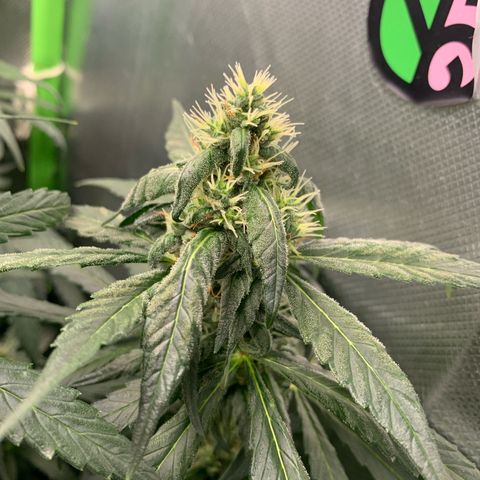 NITRO HAZE/BSF growlog timeline photo