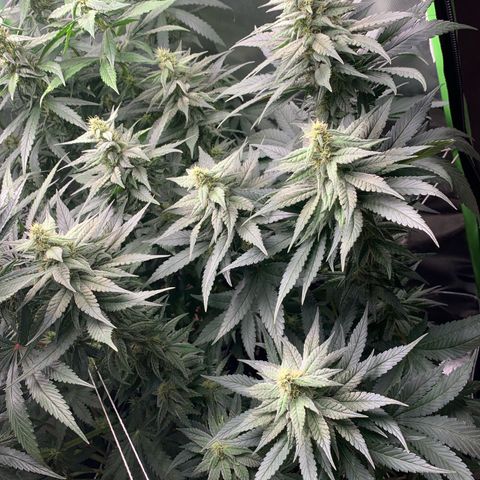 TROPICANA CHERRY/DONA FLORINDA growlog timeline photo