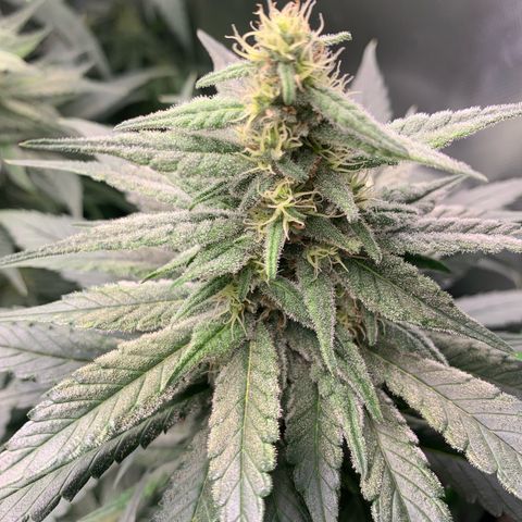 TROPICANA CHERRY/DONA FLORINDA growlog timeline photo