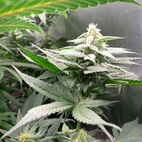 TROPICANA CHERRY/DONA FLORINDA growlog timeline photo