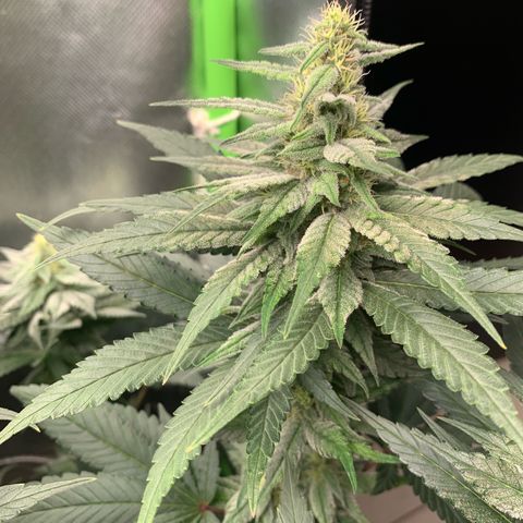 TROPICANA CHERRY/DONA FLORINDA growlog timeline photo
