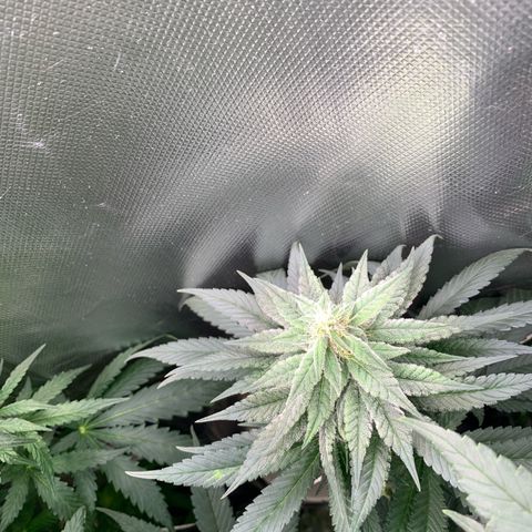 TROPICANA CHERRY/DONA FLORINDA growlog timeline photo