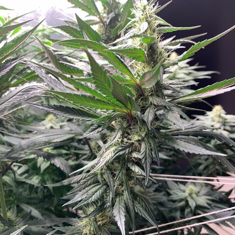 ORIGINAL GELATO/DONA FLORINDA growlog timeline photo