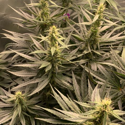 ORIGINAL GELATO/DONA FLORINDA growlog timeline photo