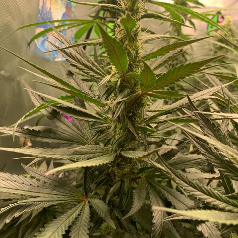 ORIGINAL GELATO/DONA FLORINDA growlog timeline photo