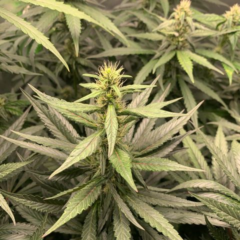 ORIGINAL GELATO/DONA FLORINDA growlog timeline photo