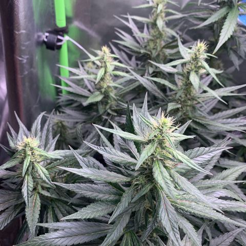 ORIGINAL GELATO/DONA FLORINDA growlog timeline photo